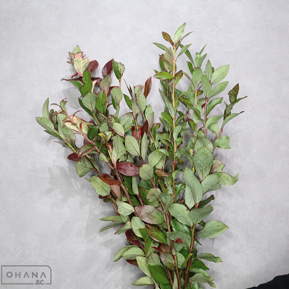 ブルーベリー　紅葉  秀70cm ※枝張りにバラツキあり