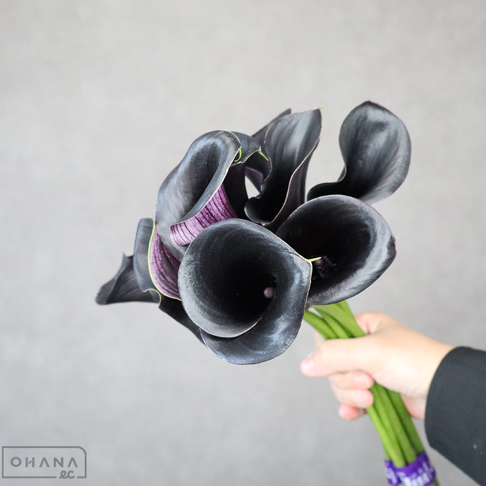 カラー　キャプテンベレッタ　秀40cm