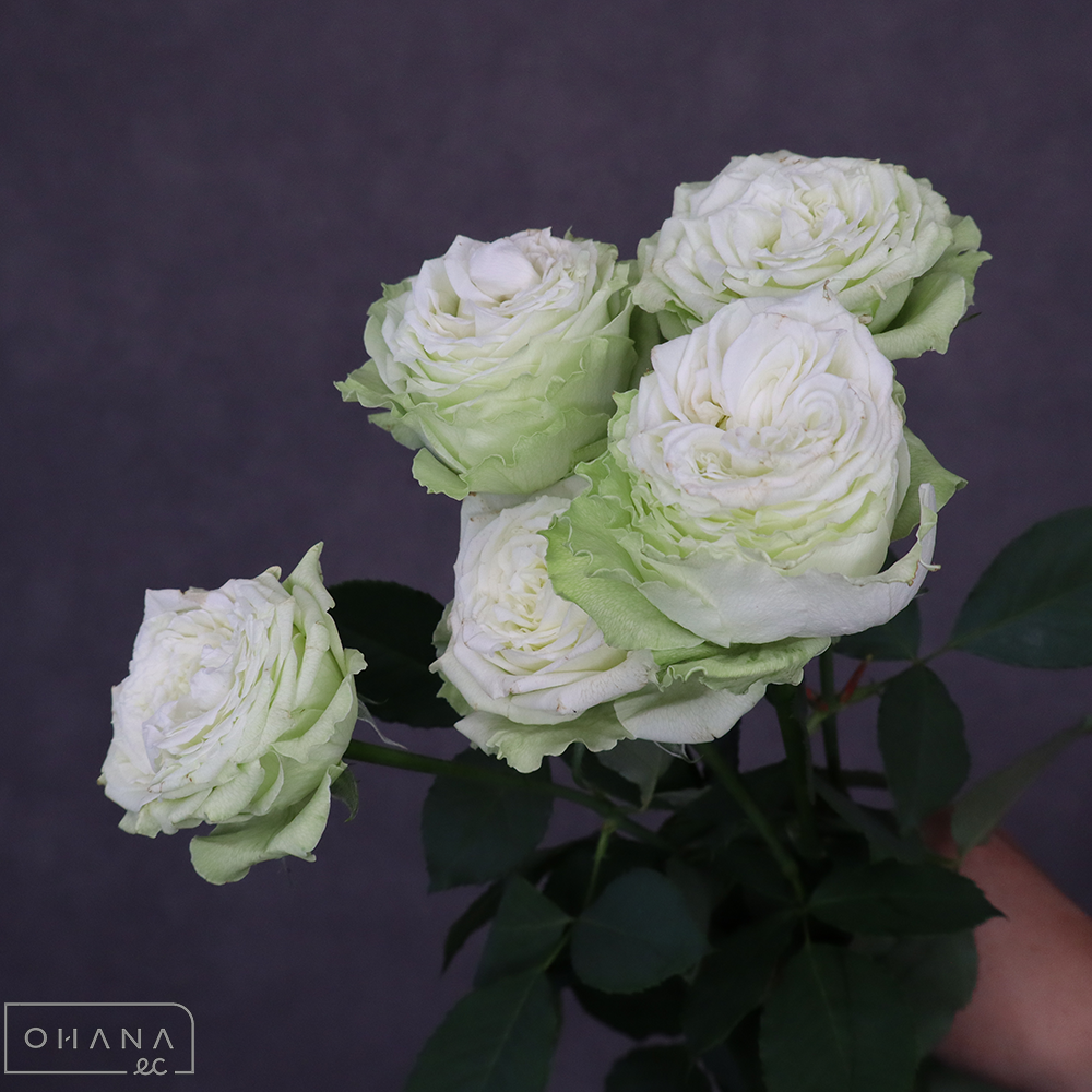 バラ   ライムオープン　50-80cm ※6本束 ※花シミあり ■発送時は75cm以下にカット