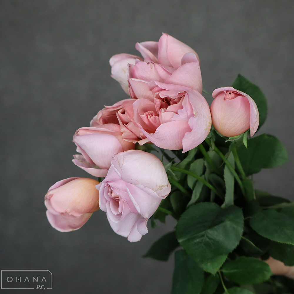 バラ　ショコラロマンティカ　50cm ※花シミあり
