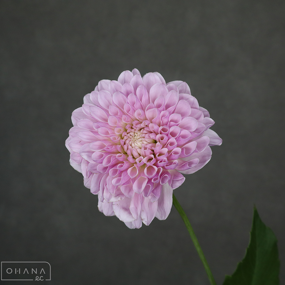 ダリア　NAMAHAGEトゥンク　A60cm  ※7本束