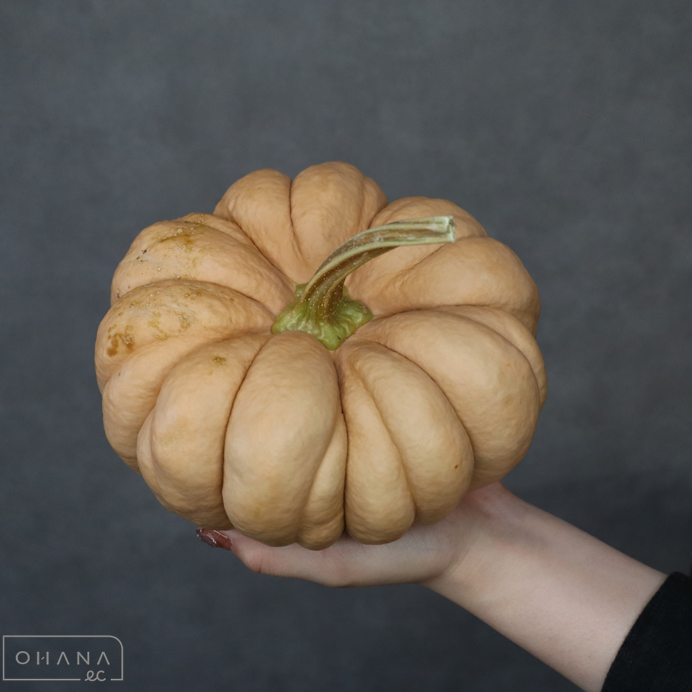 カボチャ　オールドファッション　秀3L ※少々キズあり