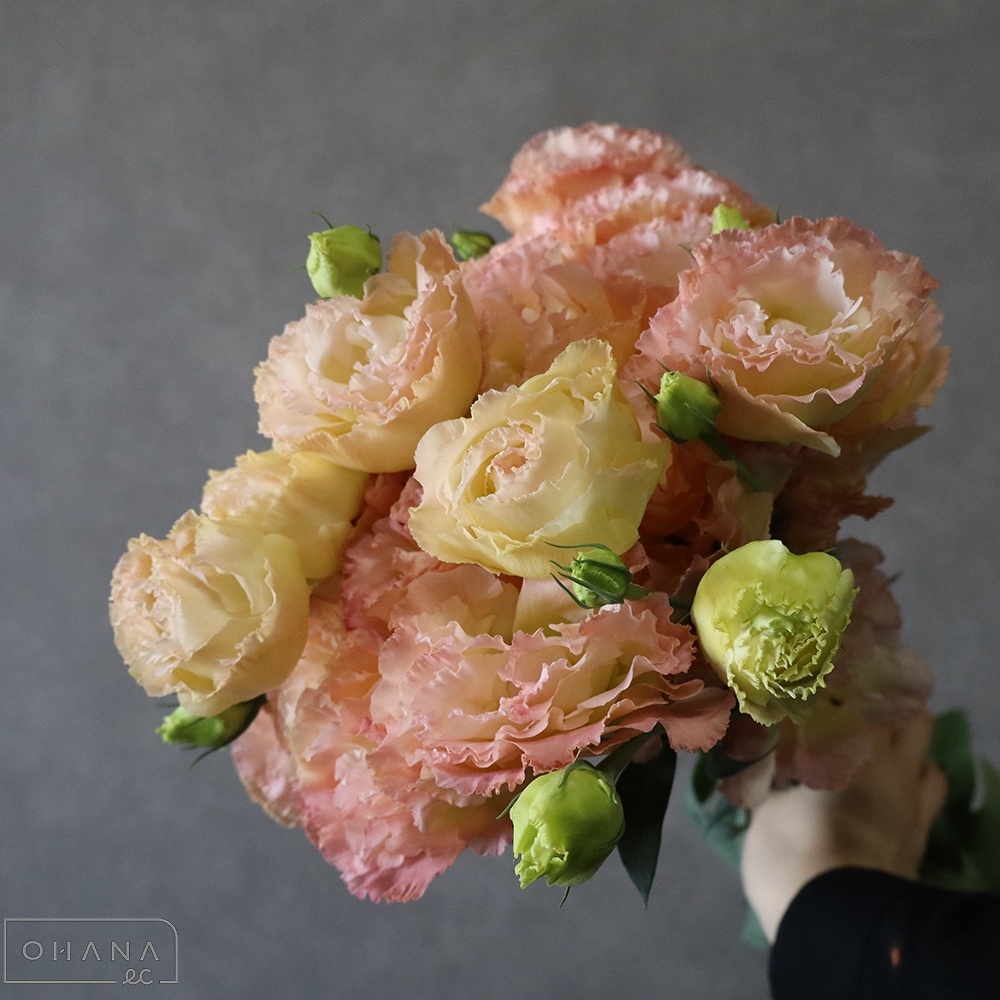 トルコキキョウ　エレガンスネクター　秀70cm