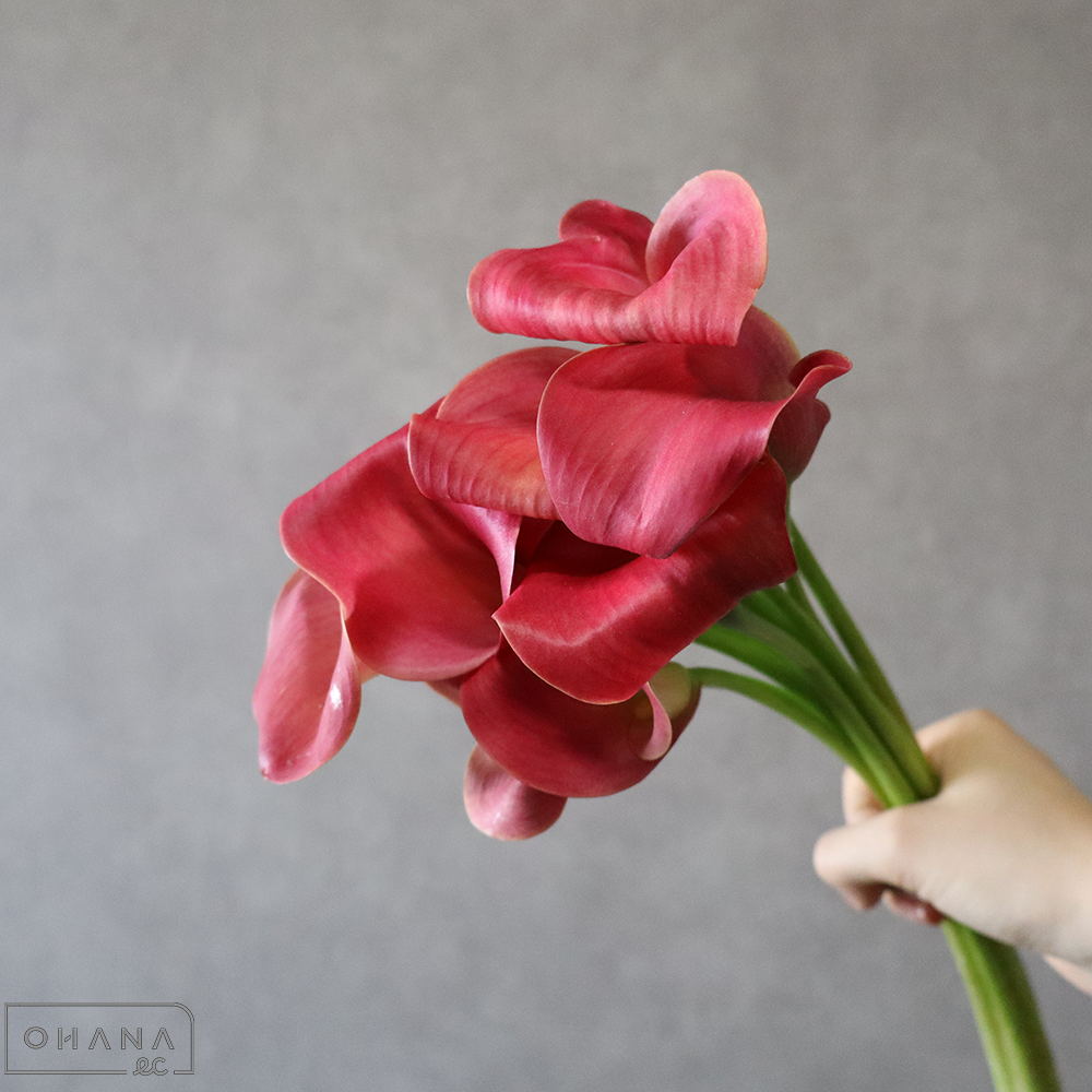 カラー　キャプテンレッドウッド　Ａ45-35cm