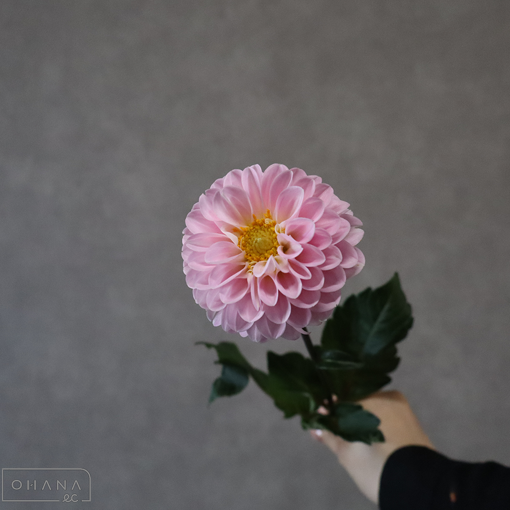 ダリア オズの魔法使い　※露芯してます　60-50