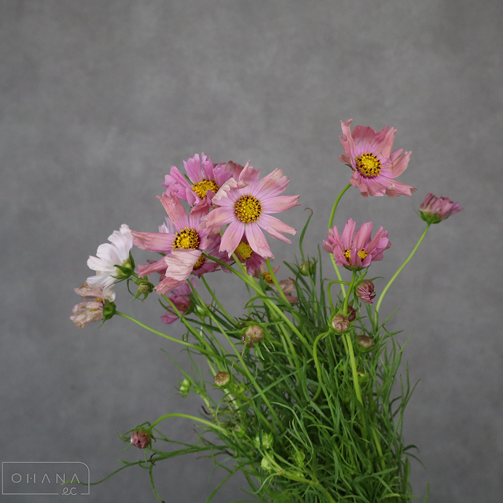 コスモス　オレンジキャンパス 70cm ※若干花傷みあり