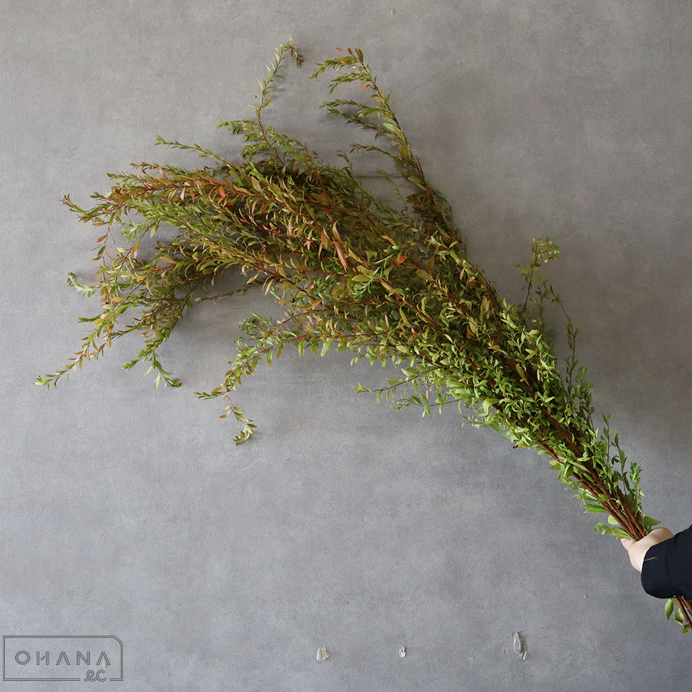 ユキヤナギ　紅葉  120-130cm　■発送時は90cm以下にカット（横箱配送）