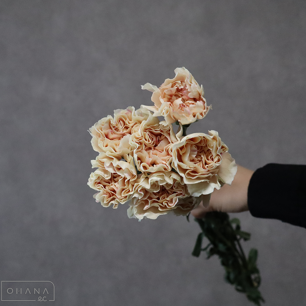 カーネーション　アップルティ　  70cm