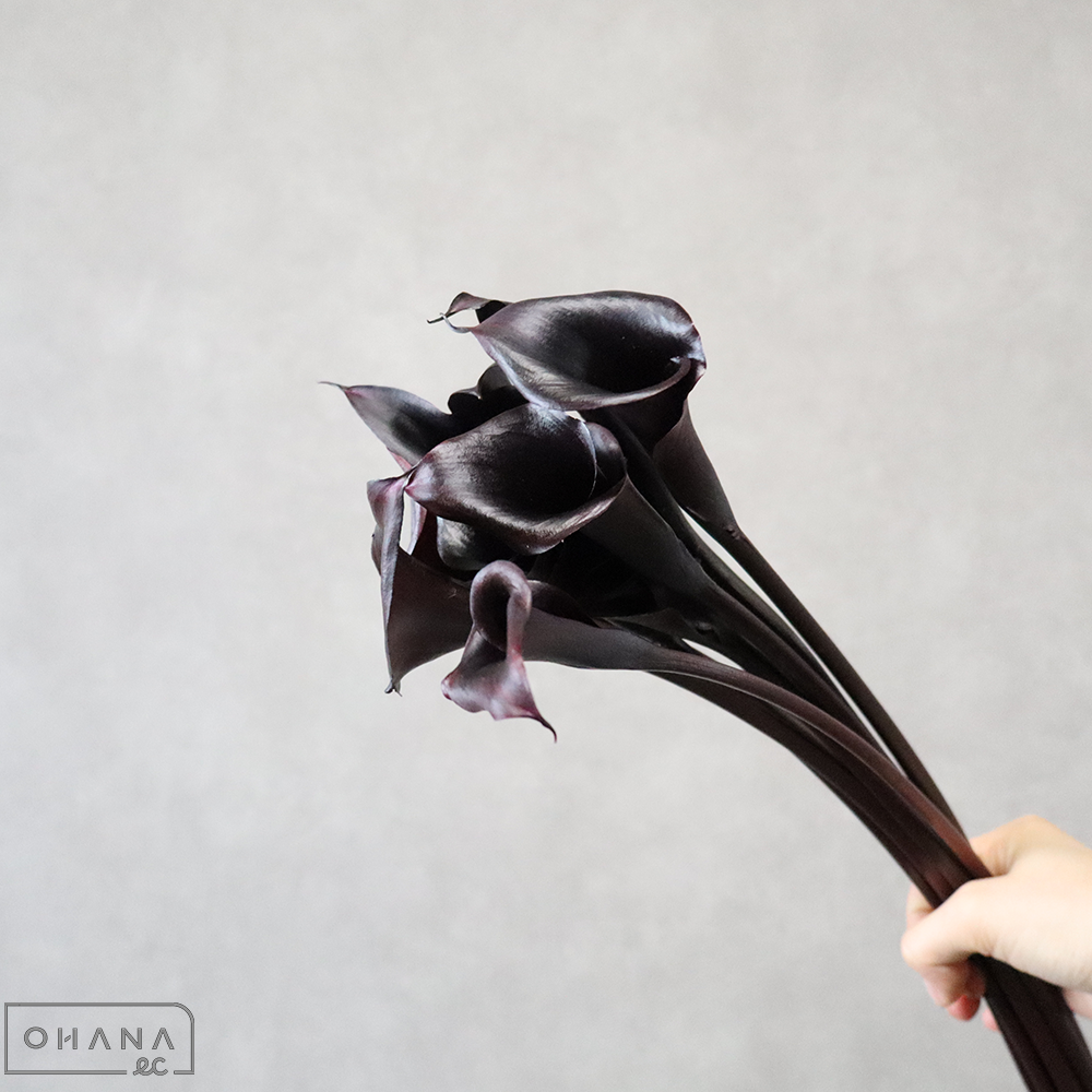 カラー　メモリーズ　Ａ  50cm