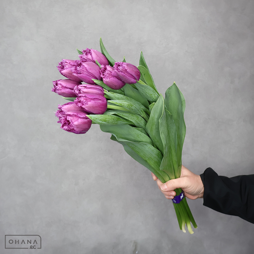 チューリップ　サンルイス　秀2L