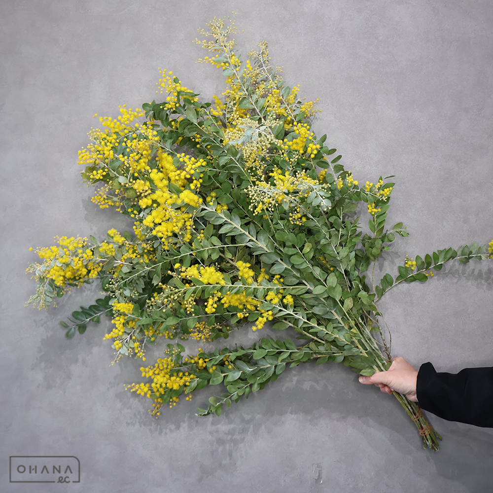 パールアカシヤ　中