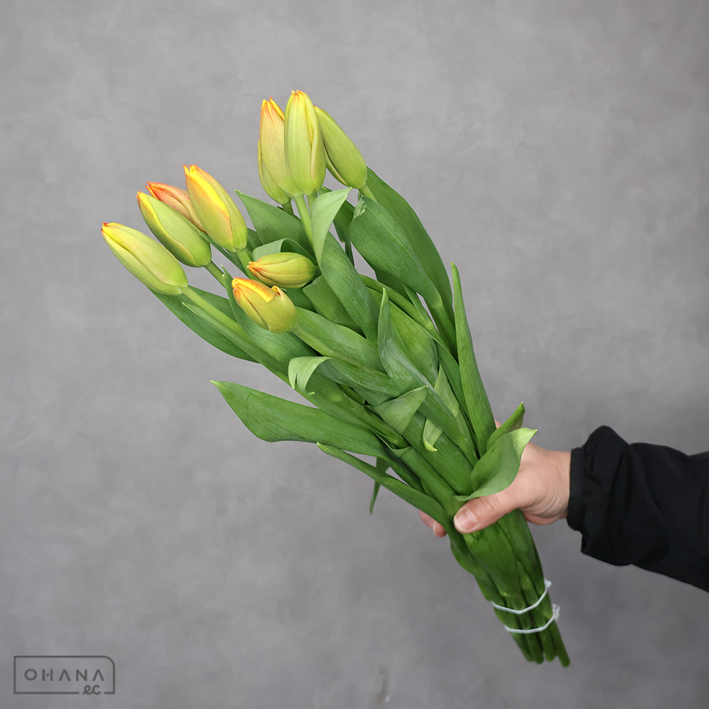 チューリップ　ダウジョーンズ　秀2L