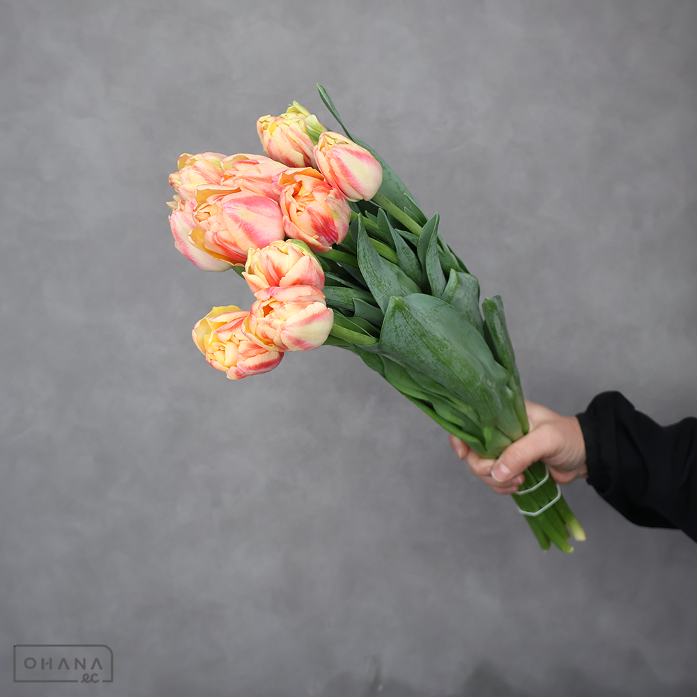 チューリップ　ベットオブローゼス　秀2L