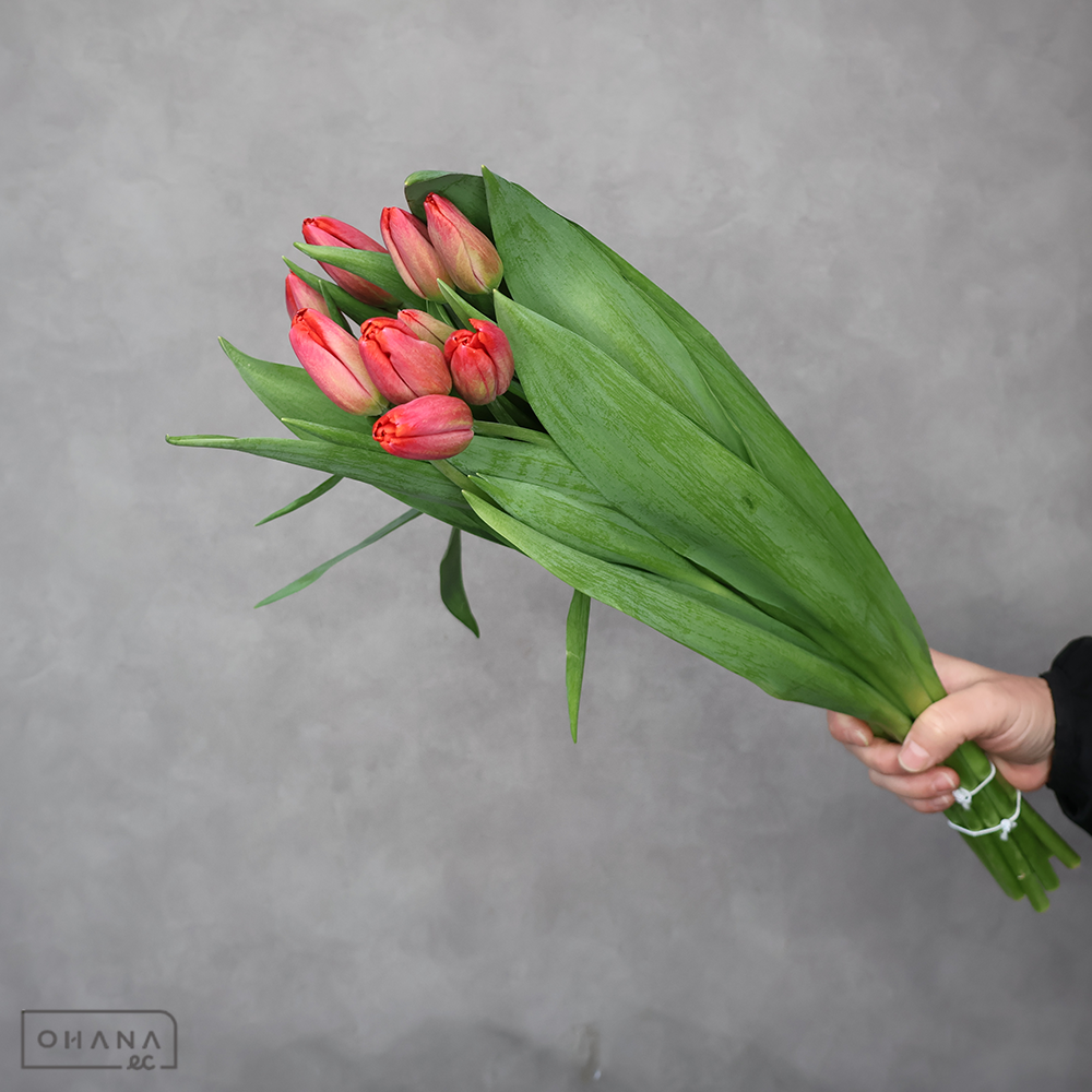 チューリップ　カタゴ　秀2L