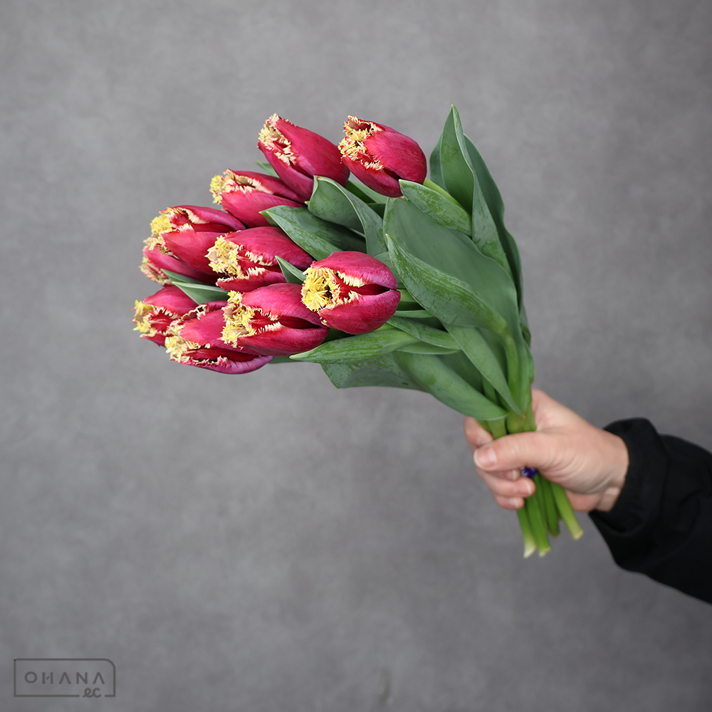 チューリップ　サンパブロ　秀L