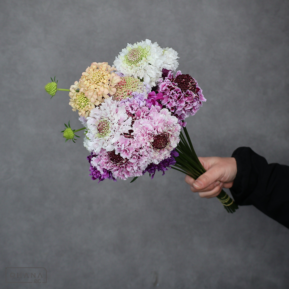 スカビオサ　MIX ①　秀 30cm