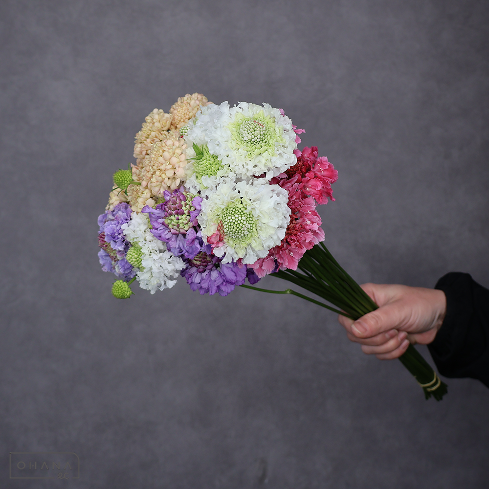 スカビオサ　MIX ②　秀 30cm