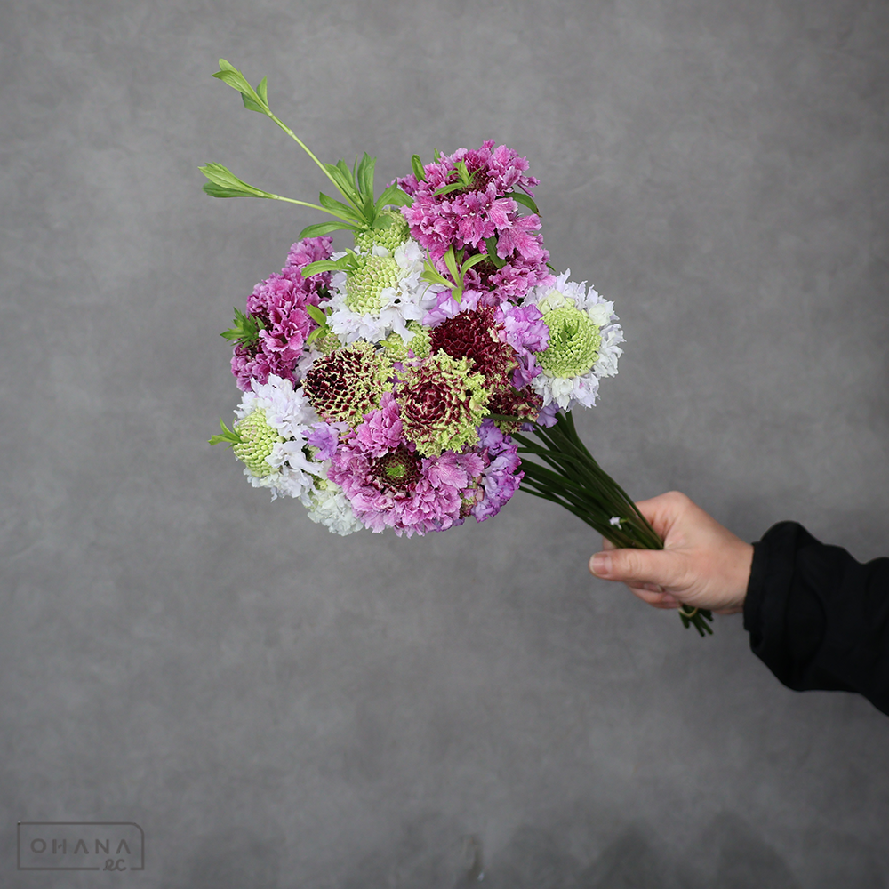 スカビオサ　MIX ④　秀 30cm