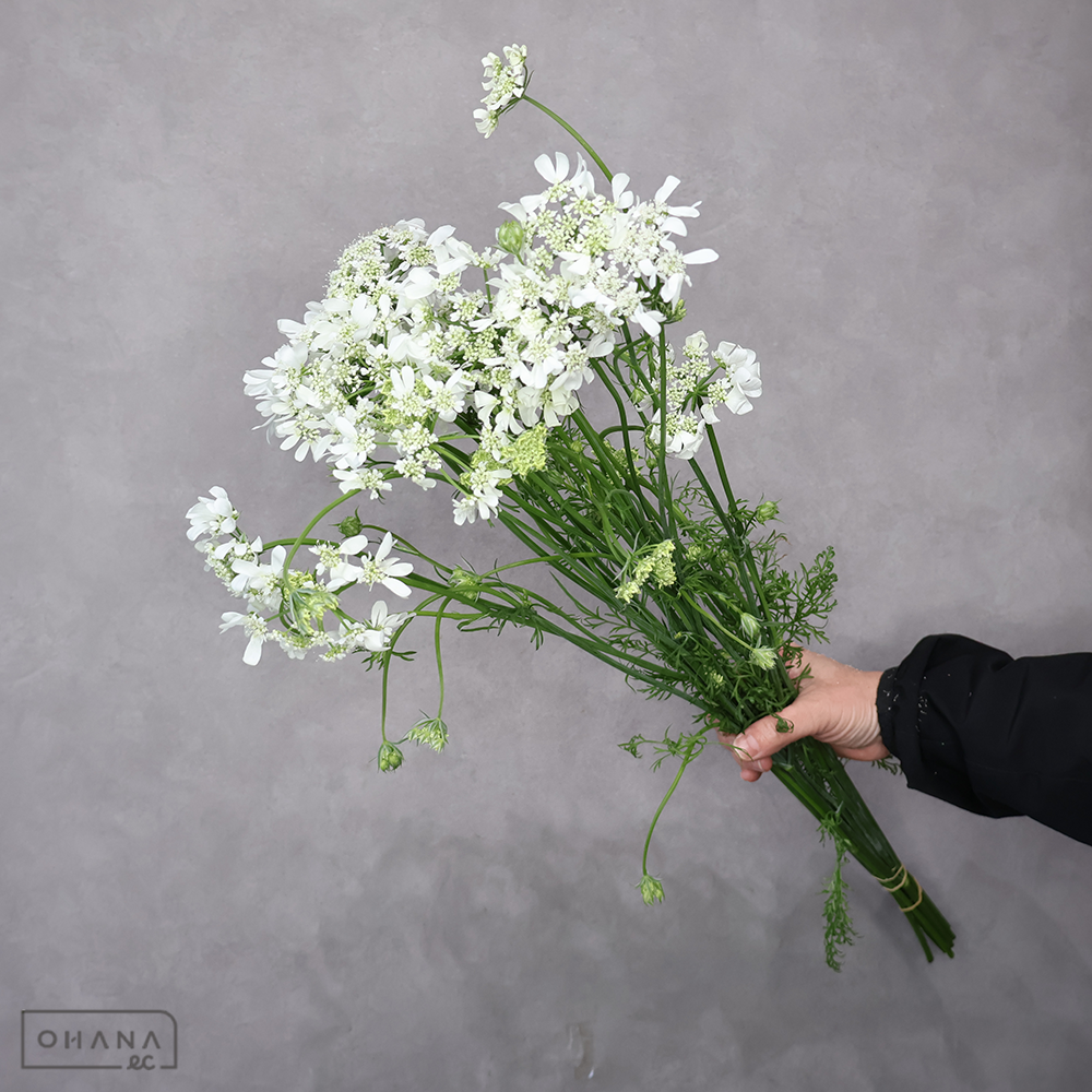 レースフラワー　オルラヤ　ホワイトフィンチ　秀 60cm