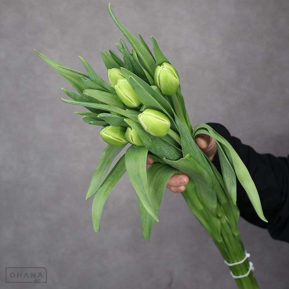 チューリップ    アバンギャルド　秀2L