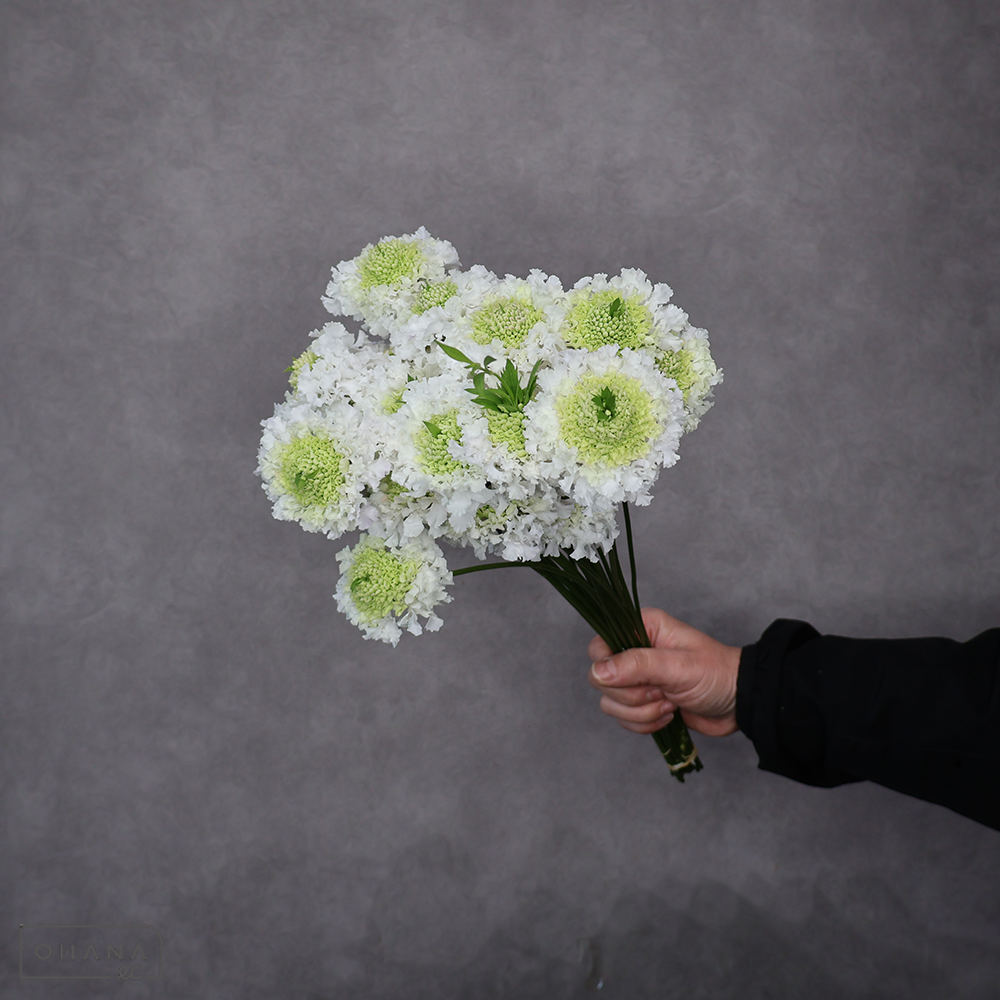 スカビオサ　フリフリスイ　秀 30cm