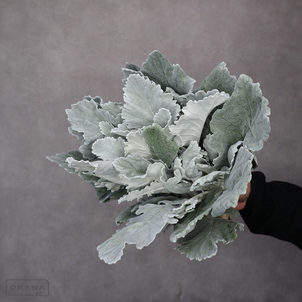 ダスティーミラー　シラス　秀 30cm