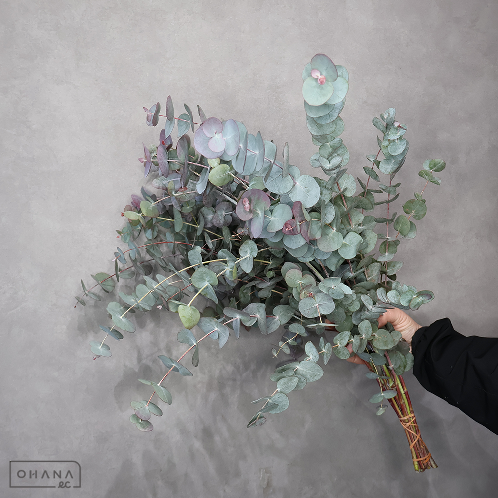 ユーカリ　シネレア　 60cm