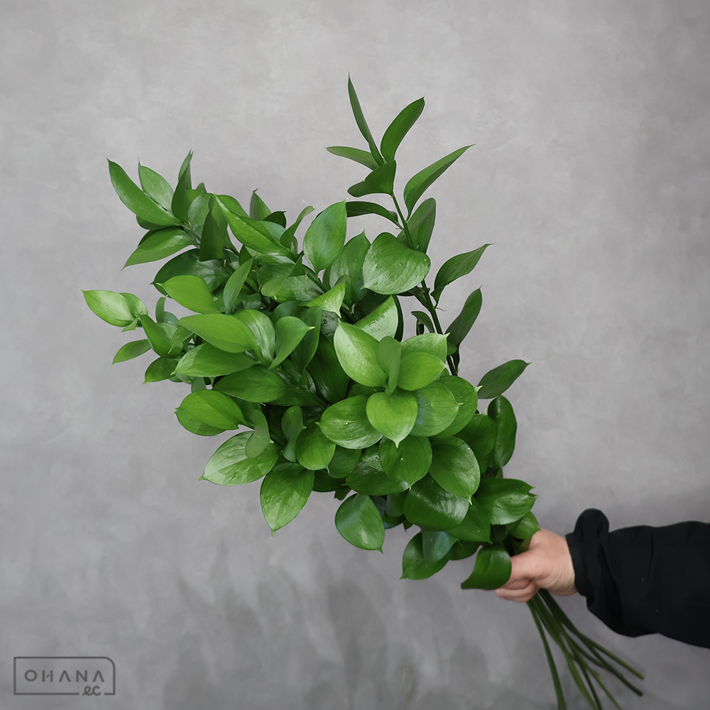 丸葉ルスカス　 70cm