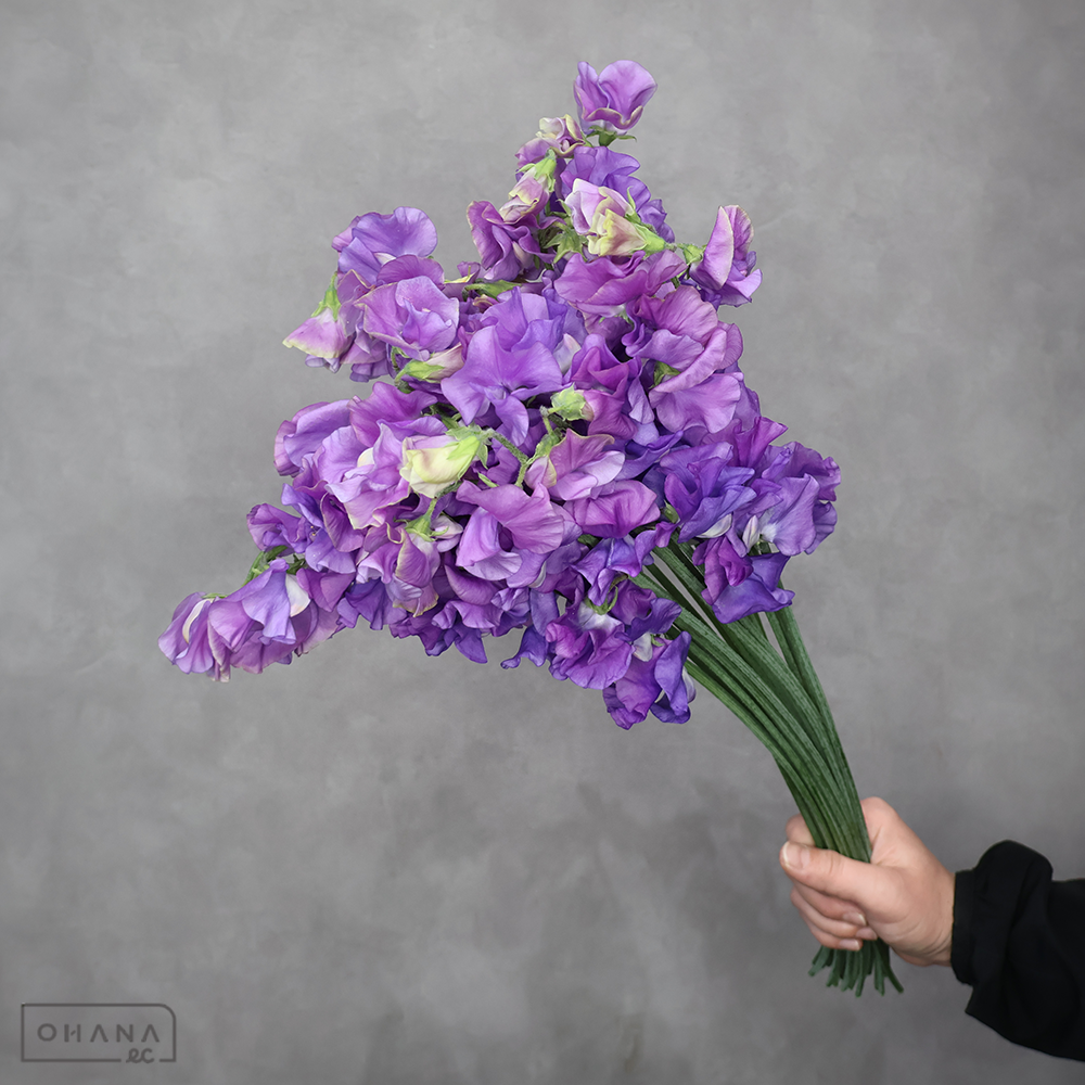 スイトピー　ビューティーブルー　2L 4輪