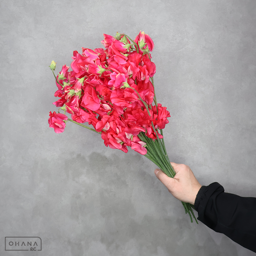 スイトピー　スカーレット　L 4輪