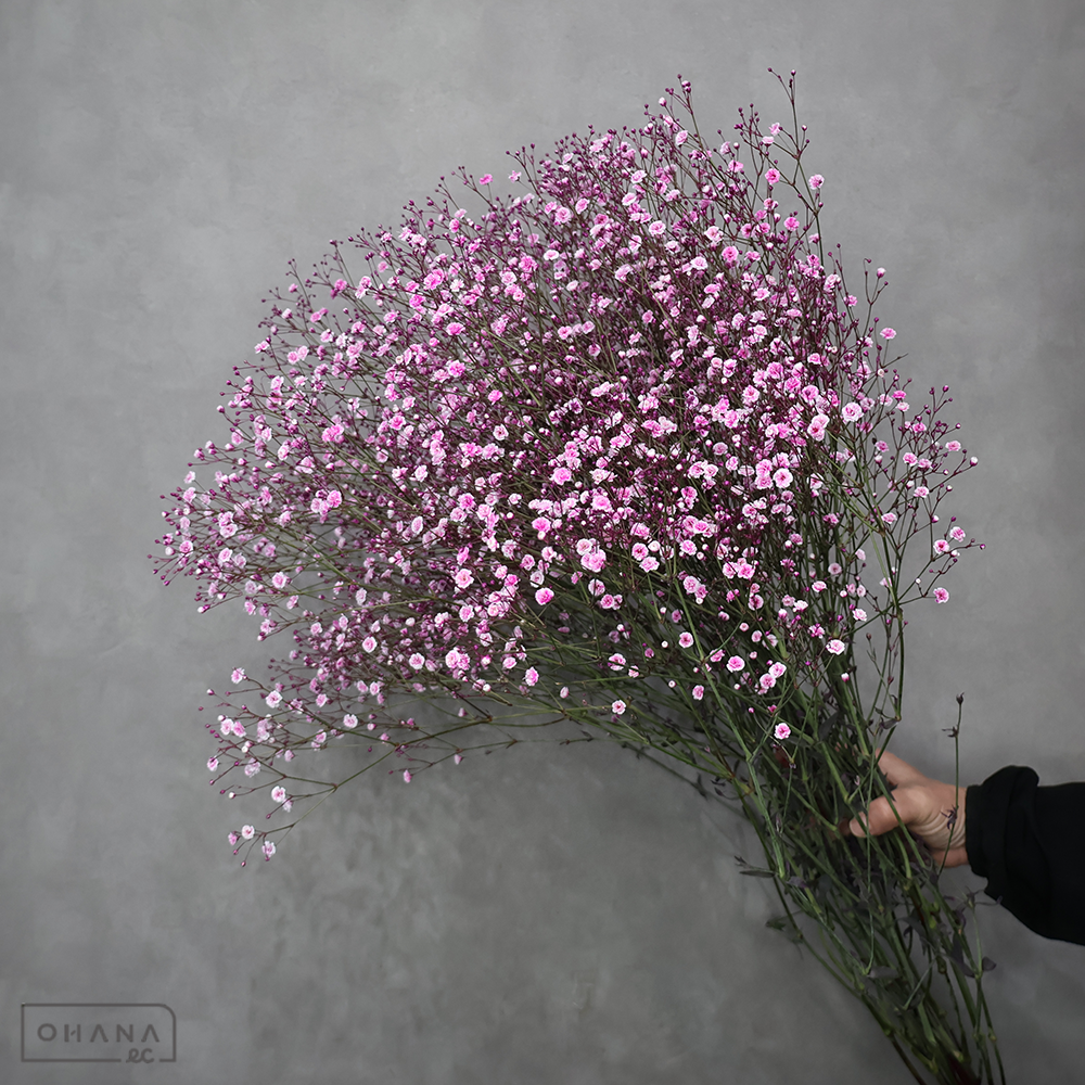 カスミソウ　染カスミ　ピンク　優 80cm