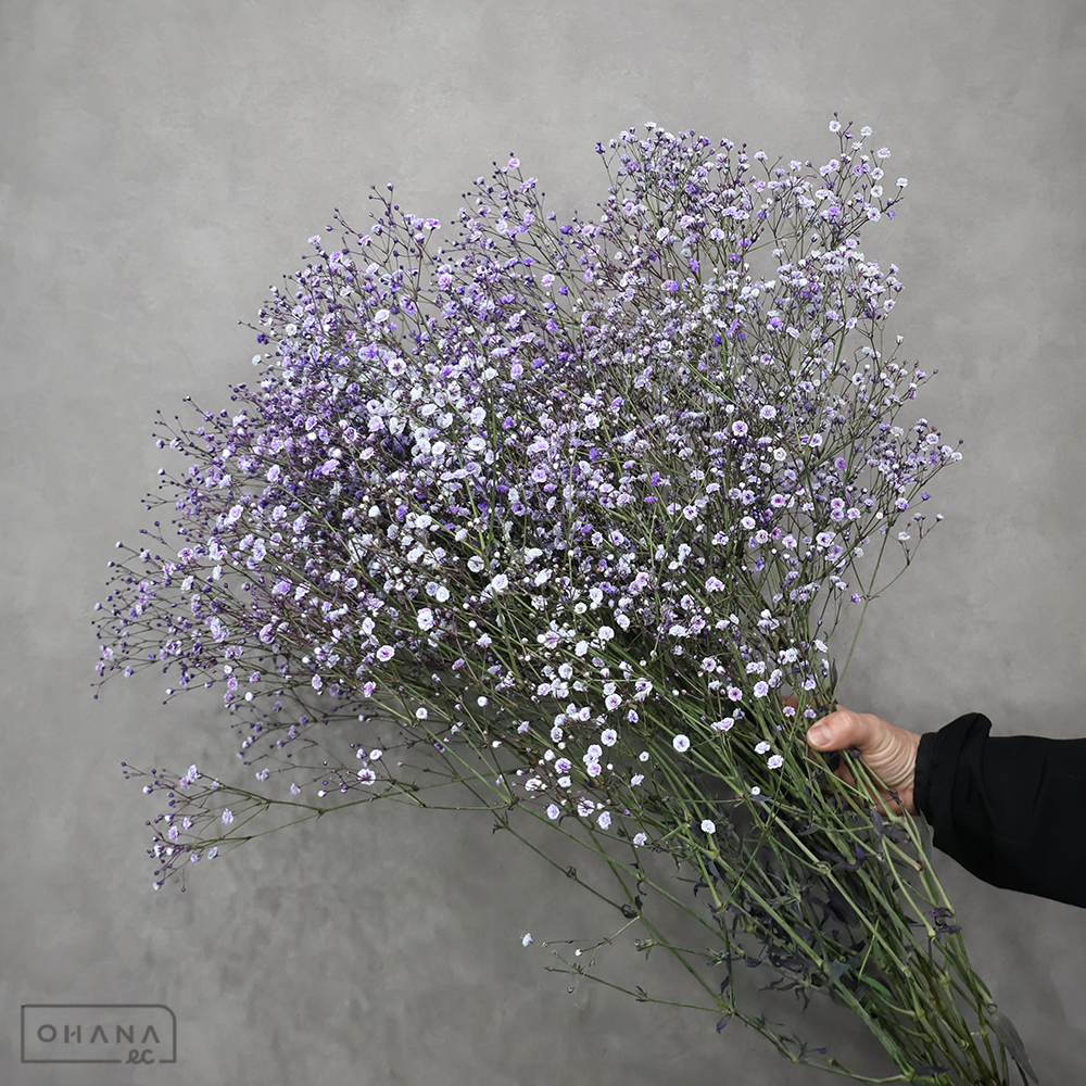 カスミソウ　染カスミ　パープル　優 80cm