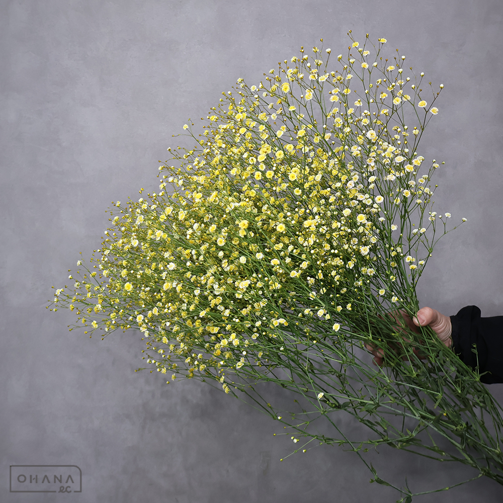 カスミソウ　染カスミ　イエロー　優 80cm