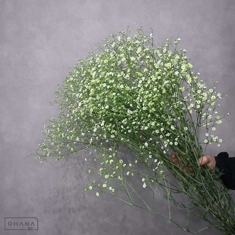 カスミソウ　染カスミ　グリーン　優 80cm