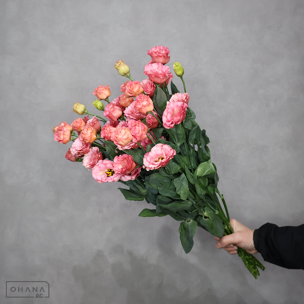 トルコキキョウ　小夏オレンジ　秀L 60cm