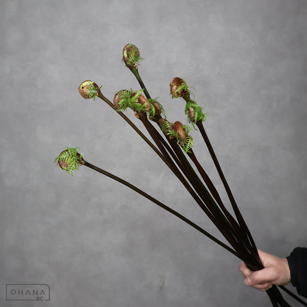 ゼンマイ　 60cm