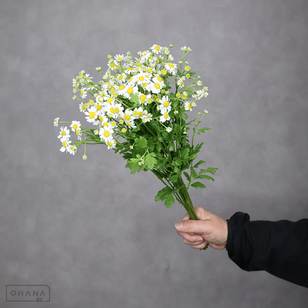 マトリカリア　シングルペグモ　秀 40cm