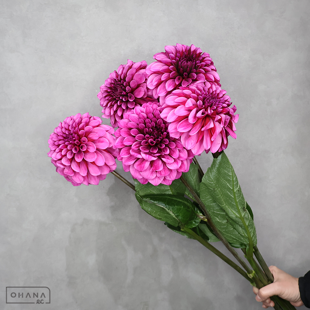 ダリア　ダークナイト ※6本束　秀優 70-60