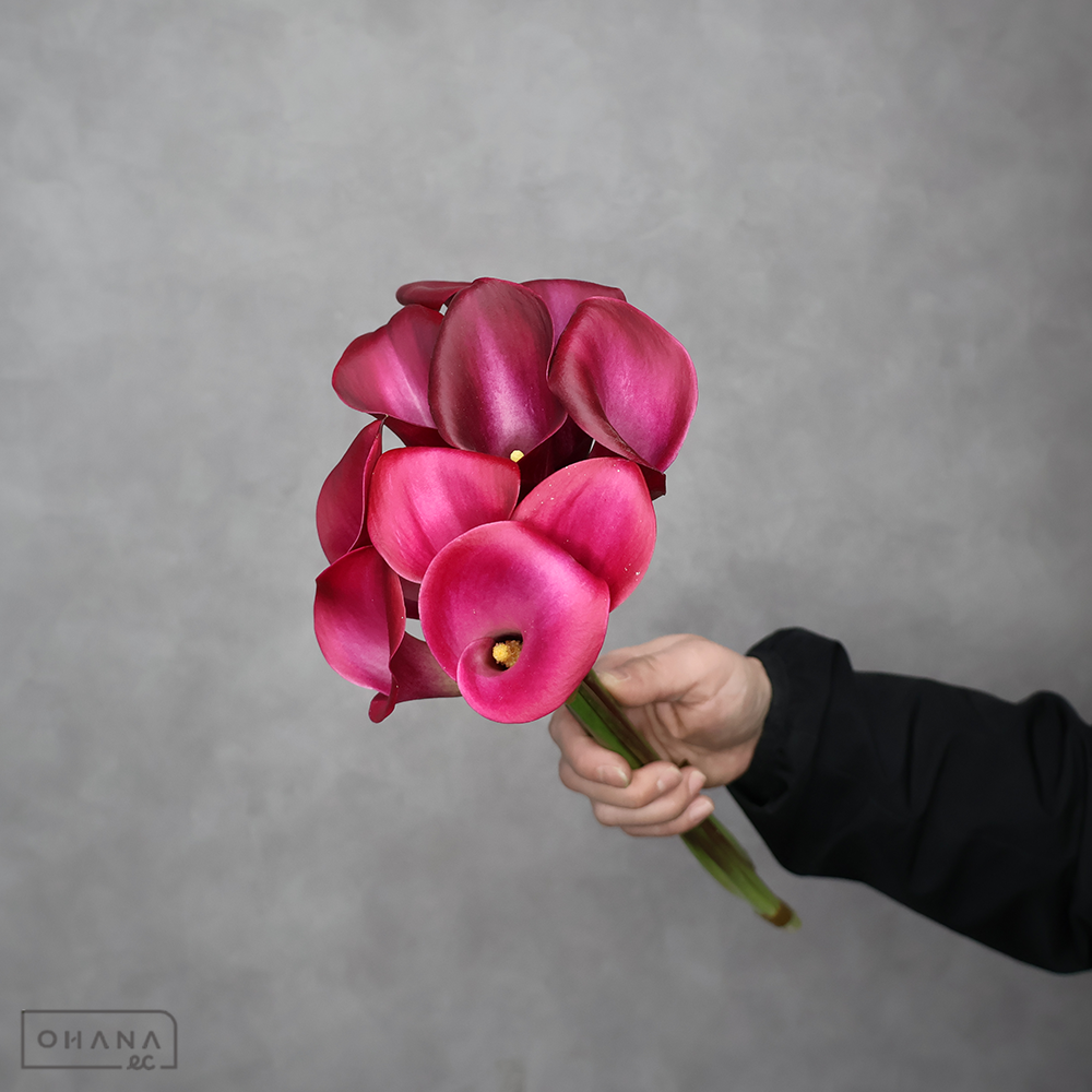 カラーピンク　スマトラ　秀 40cm