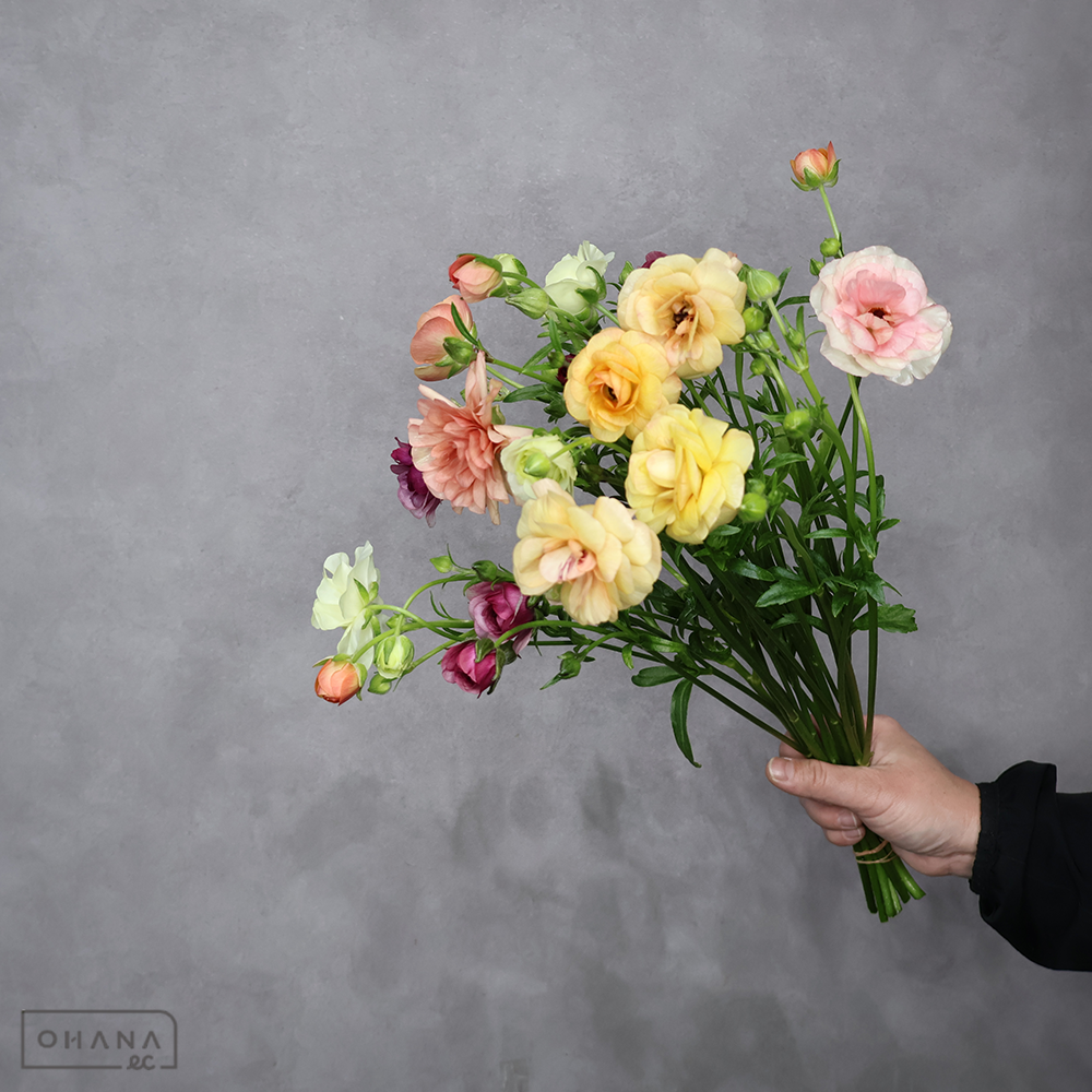 ラナンキュラス　ラックスミックス　秀 40cm 2輪