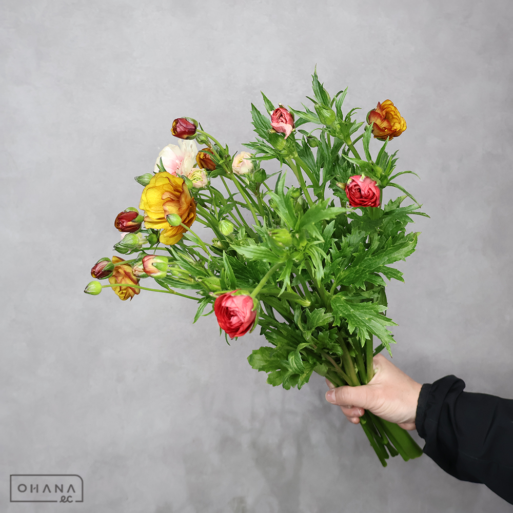 ラナンキュラス　ラックス　ＭＩＸ ①　秀 40cm 2枝