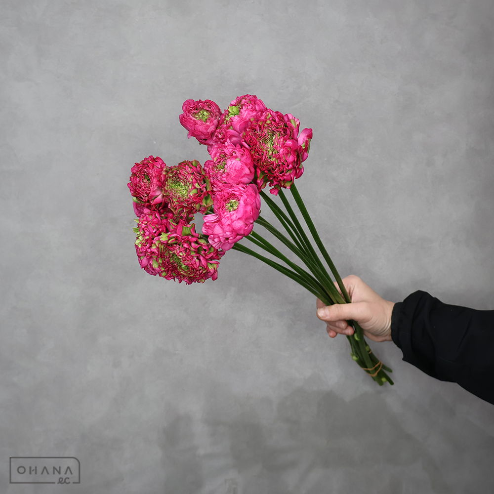 ラナンキュラス　ポンポンアラジン　秀 50cm 花径7-9㎝