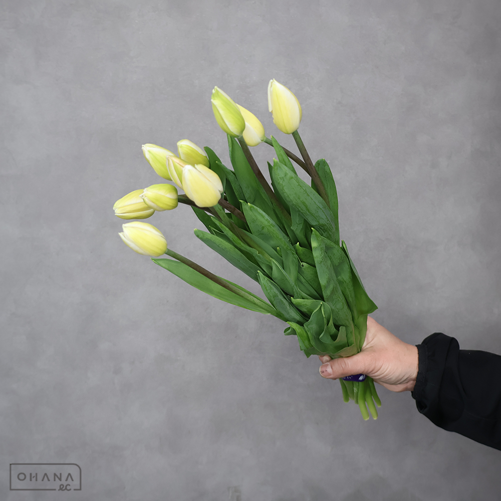 チューリップ白　ホワイトマーベル　優2L