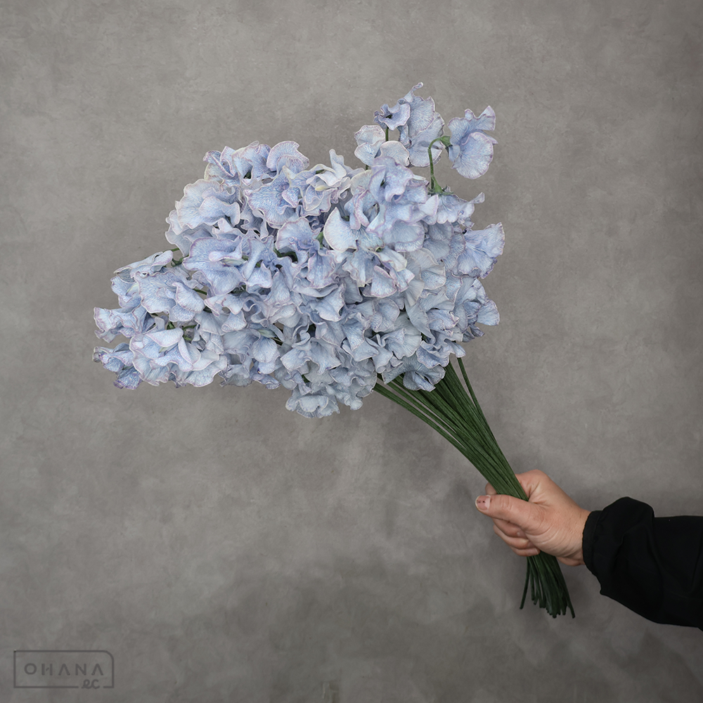 スイトピー　 夜空ノムコウ 4P 2L