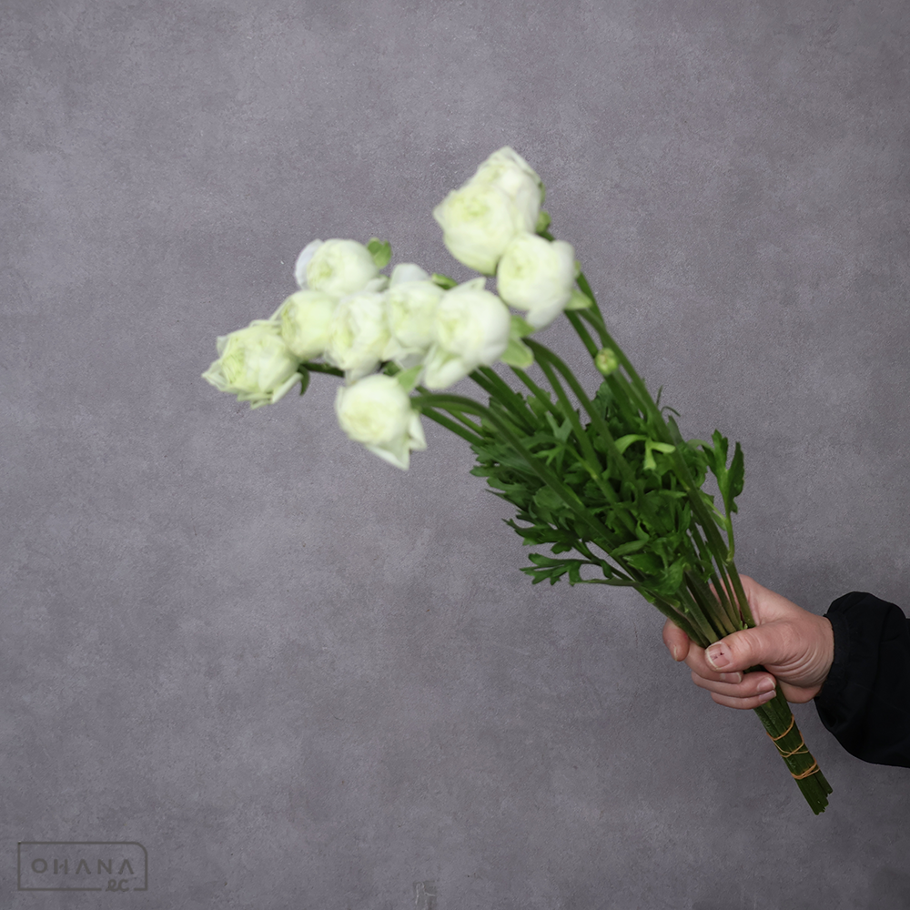 ラナンキュラス  雪てまり 秀50cm