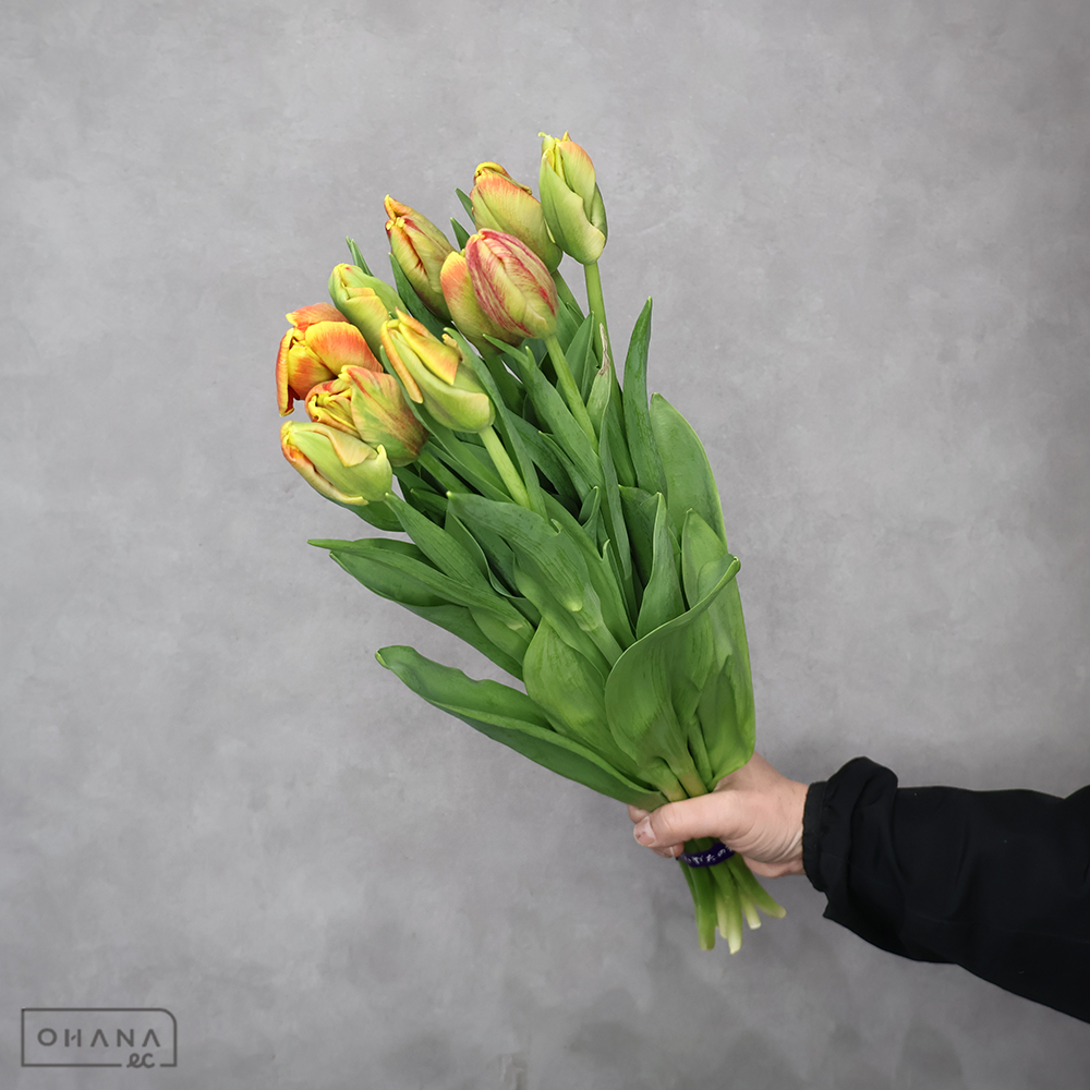 チューリップ  ディ－ジェイパーロットＲＹ 2L