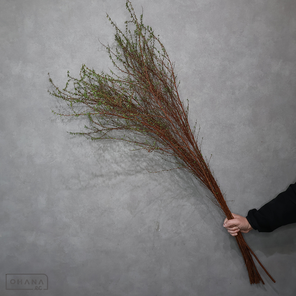 雪柳 ※5本束 120cm