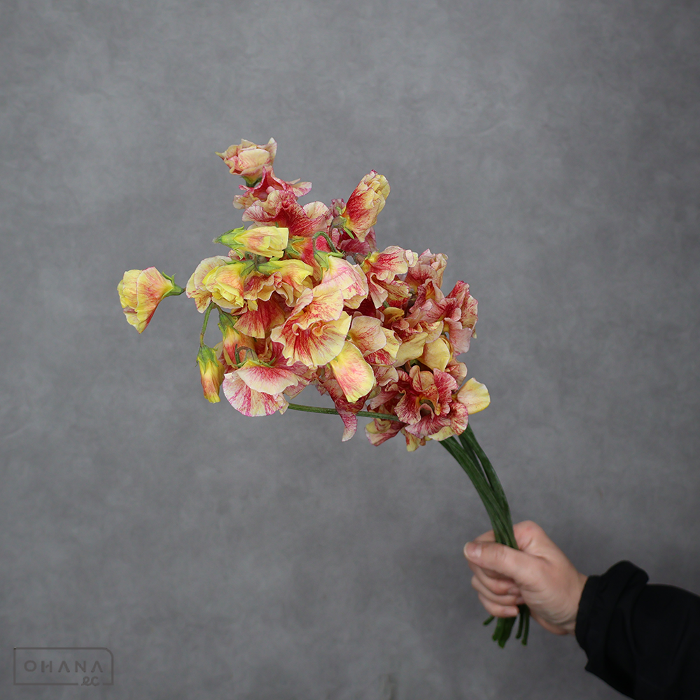 スイトピー　瑛炎 4P 2L