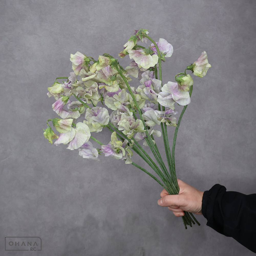 スイトピー　 春来 4P 2L