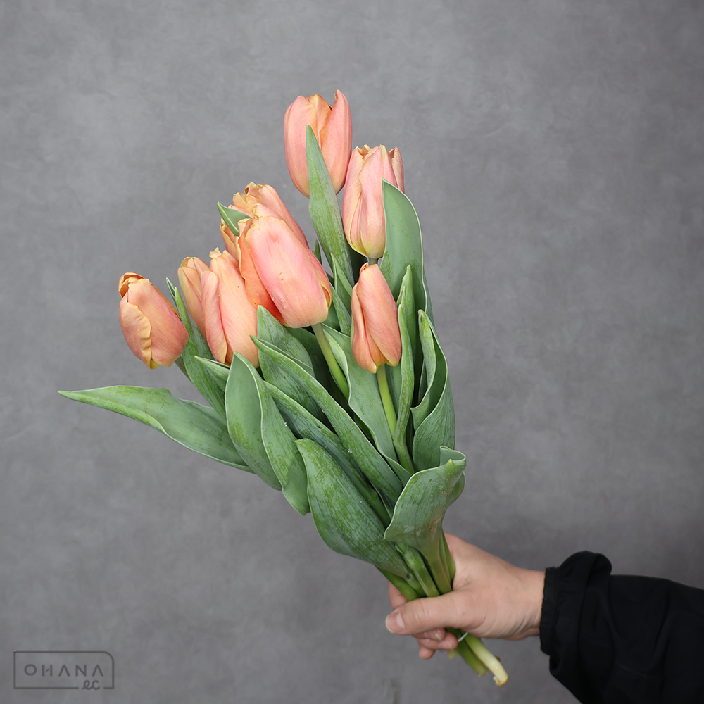 チューリップ  サーモンジミー 秀2L